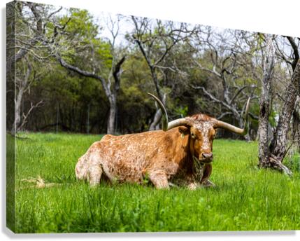 Texas Longhorns Canvas Print