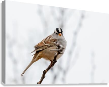 White Crowned Sparrow Canvas Print