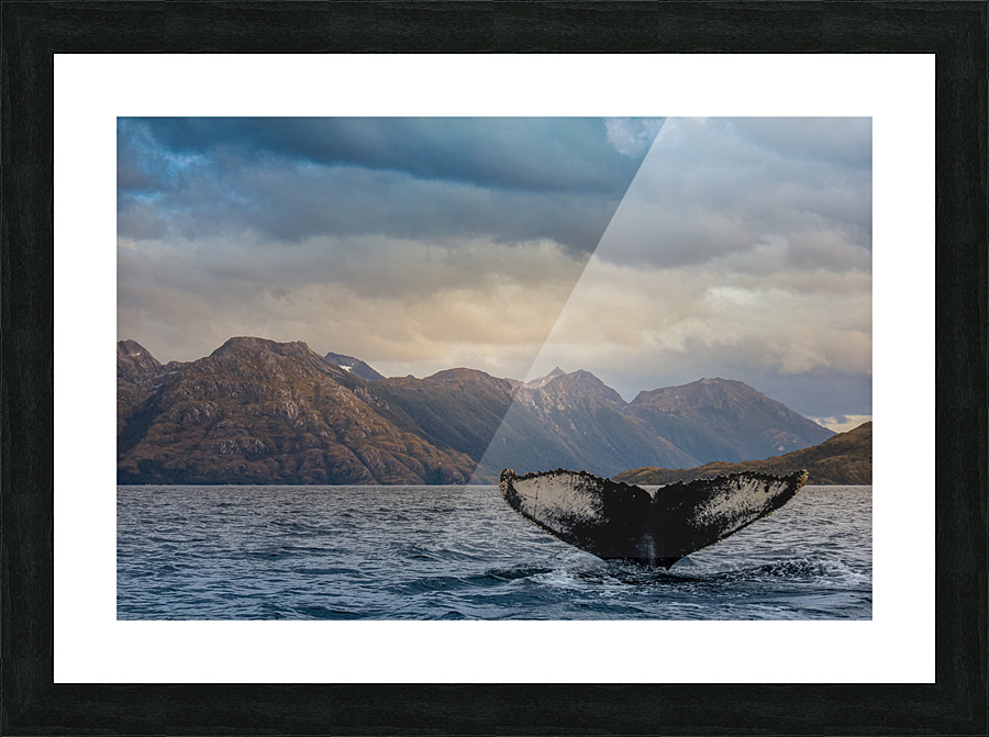 Whale Watching Picture Frame print