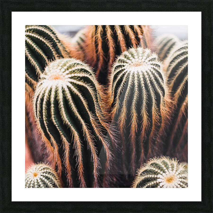 San Pedro cactus Picture Frame print