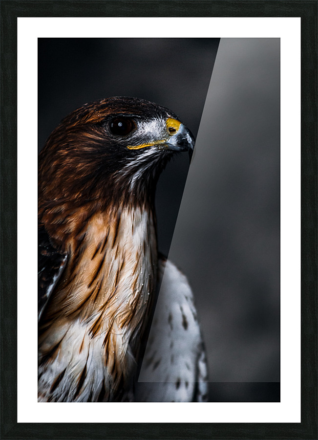 Red Tailed Hawk Profile Picture Frame print