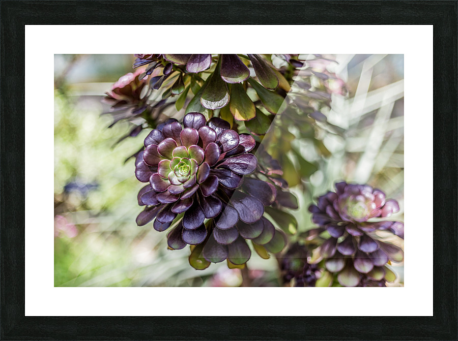 Echeveria Black Prince Picture Frame print
