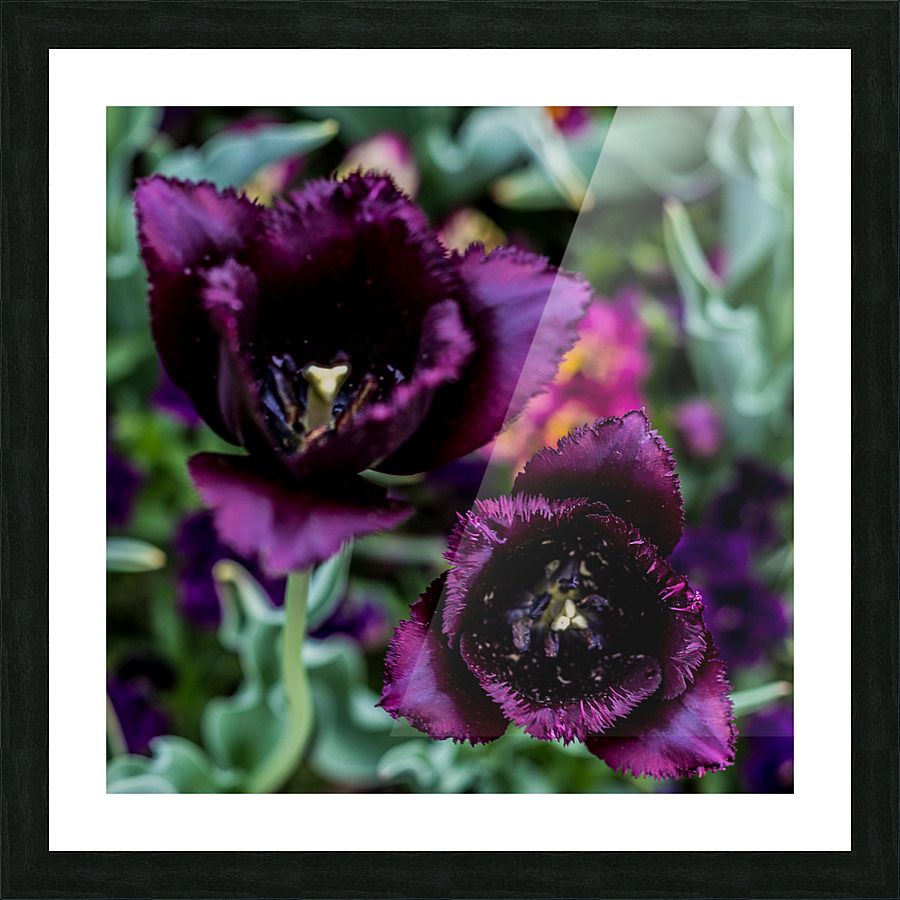 Purple Tulips Picture Frame print