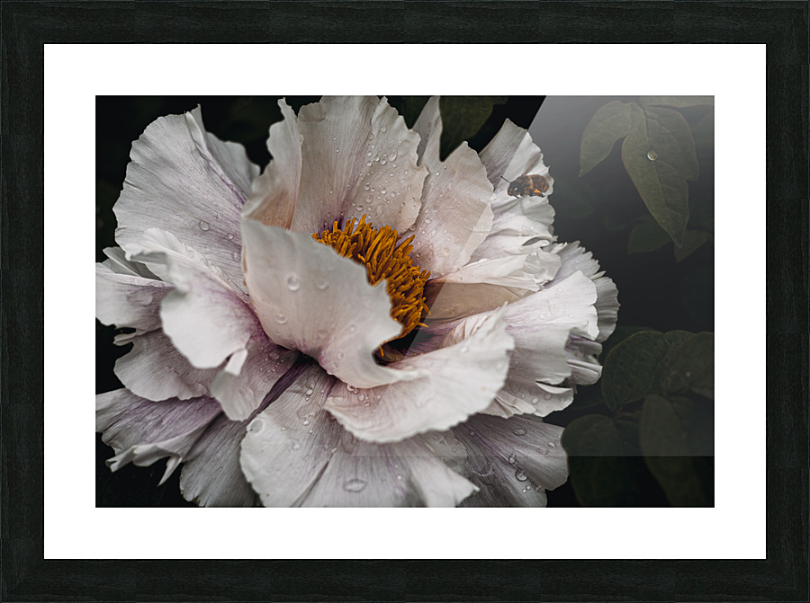 Common peony Picture Frame print