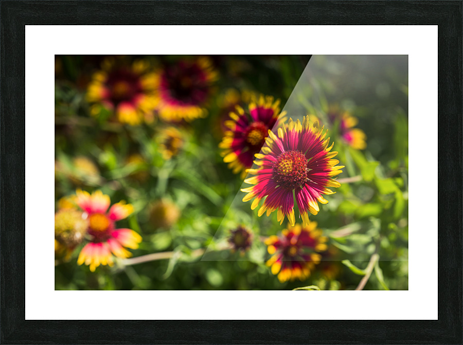 Firewheel Texas Wildlfower Picture Frame print