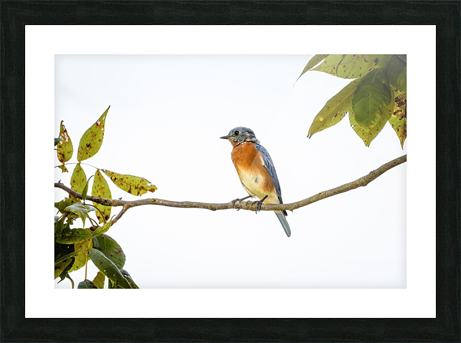 Perched Blue Bird Picture Frame print
