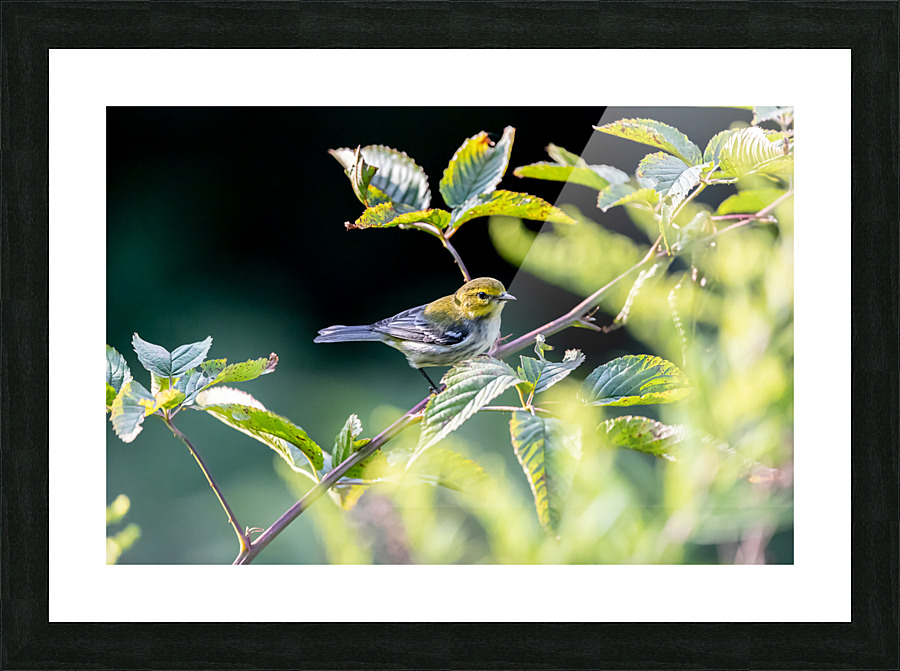 Small Pine Warbler Bird Picture Frame print