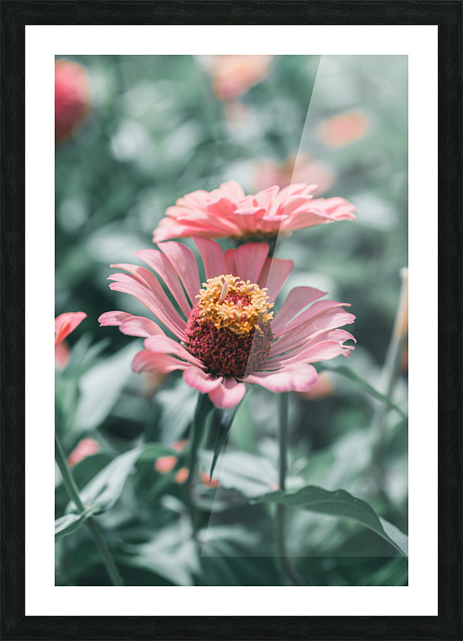 Common Zinnia Picture Frame print