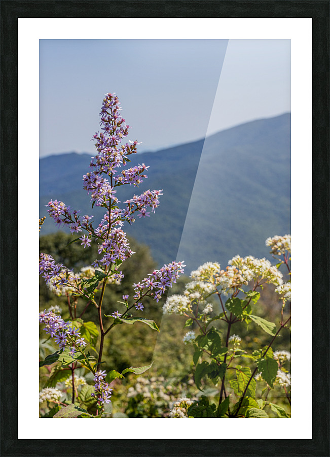 Mountain Lavenders Picture Frame print