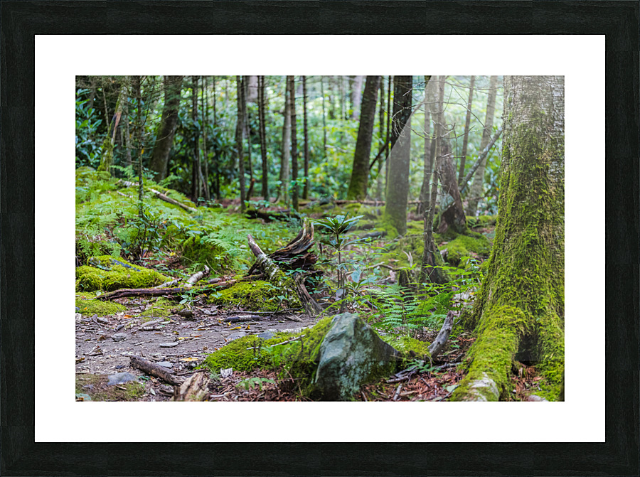 Tranquil Trails Picture Frame print