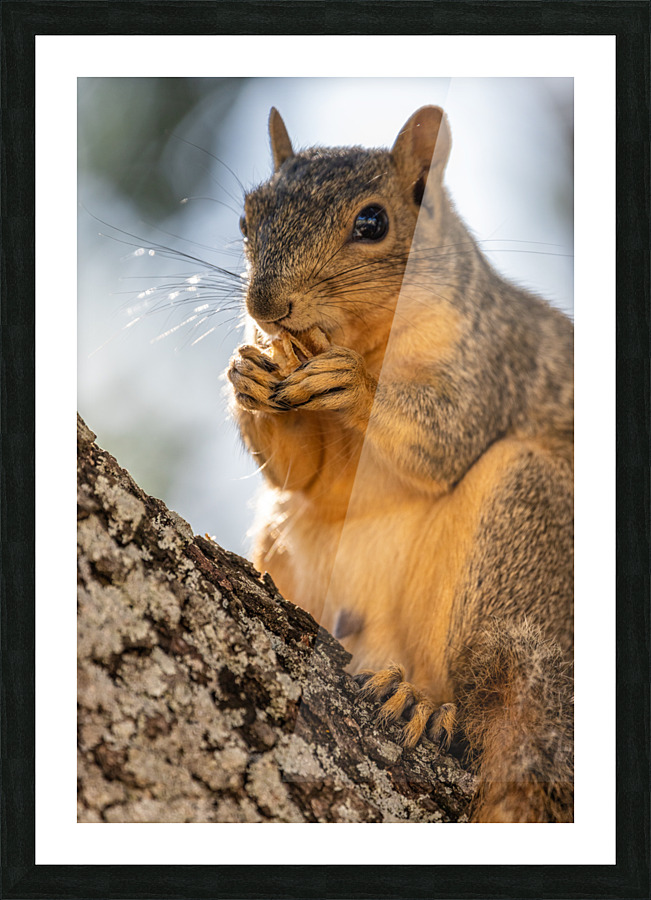 Squirrel Snacking on a Walnut Picture Frame print