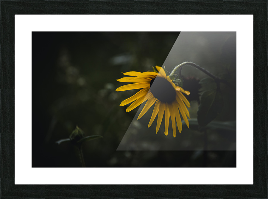 Sunflower Blooms Picture Frame print