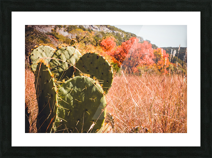 Cacti In The Fall Picture Frame print