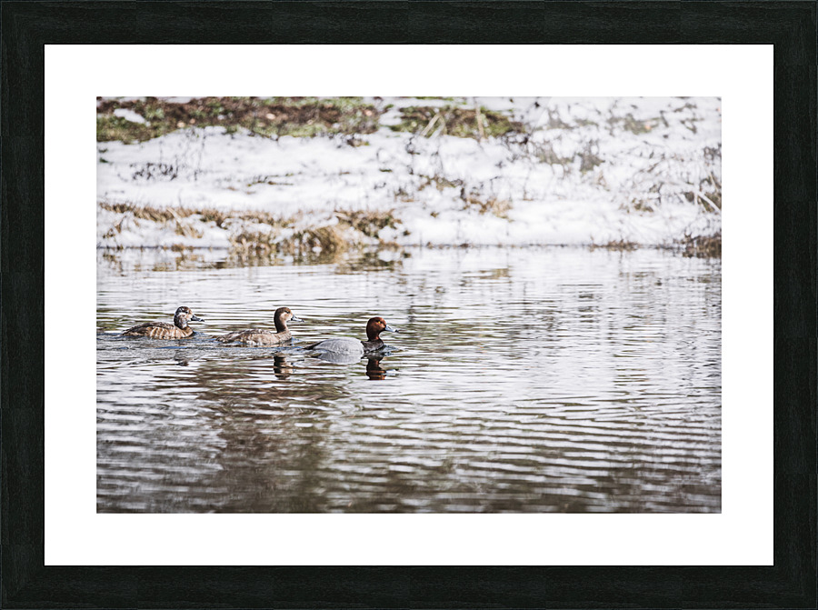 Three Ducks In Winter Picture Frame print
