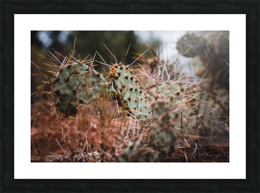 Prickly Pear Cactus Picture Frame print
