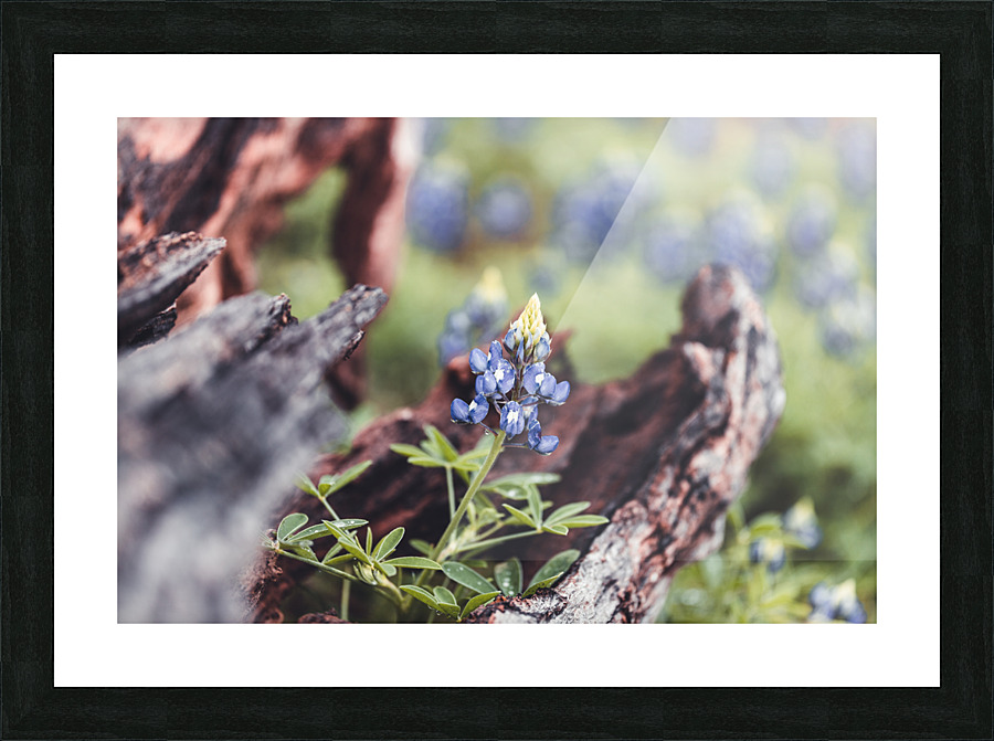 Driftwood Frames A Bluebonnet Picture Frame print