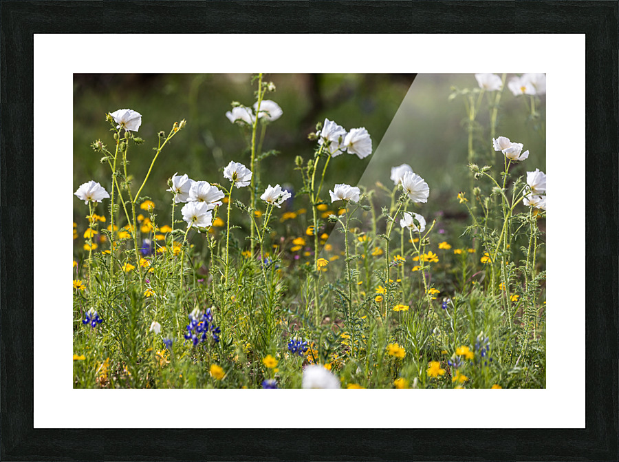 Native Texas Wildflowers Picture Frame print