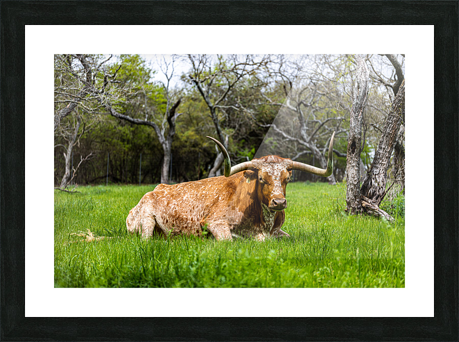 Texas Longhorns Picture Frame print