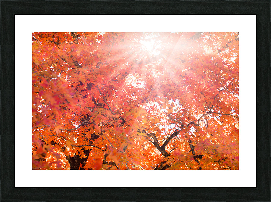Suns Rays Through Fall Colors Picture Frame print
