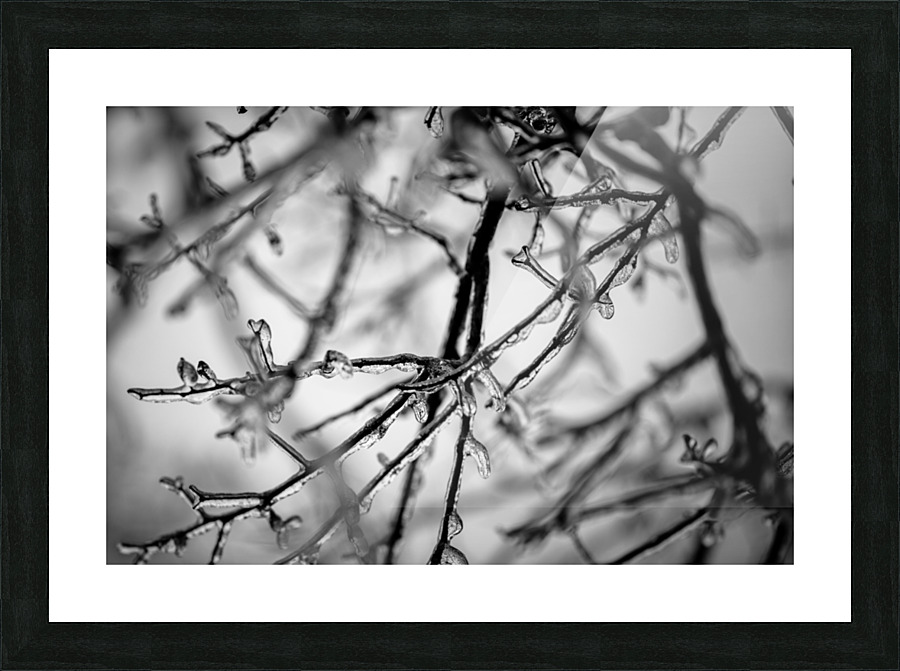Ice Covered Twigs Picture Frame print