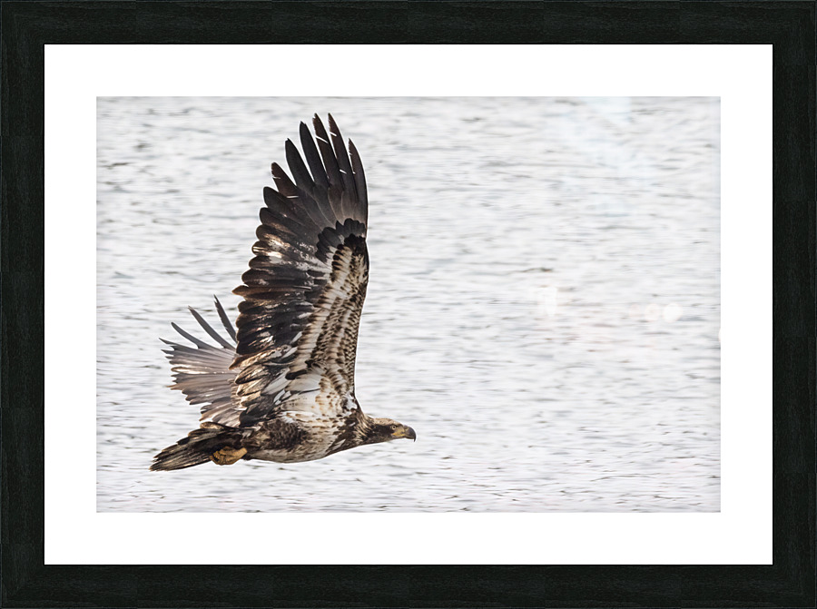 Eagle In Flight Picture Frame print