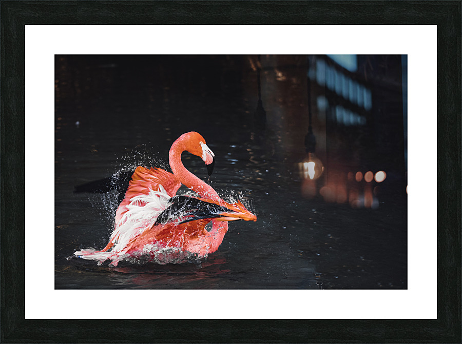Vibrant Pink Flamingo Splashes In Water Picture Frame print