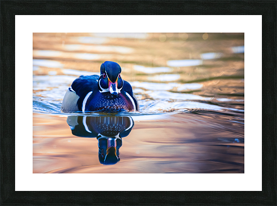 Wood Duck Picture Frame print