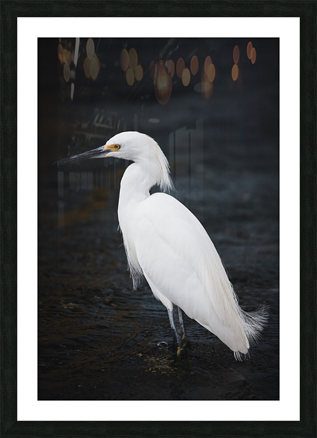 Snowy Egret Picture Frame print