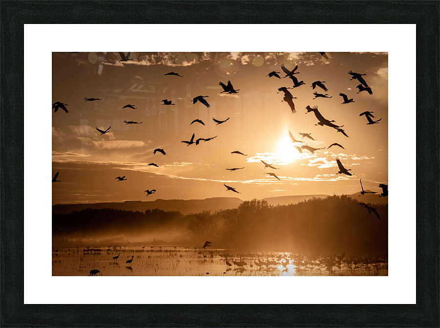 Cranes Flying At Sunset Picture Frame print