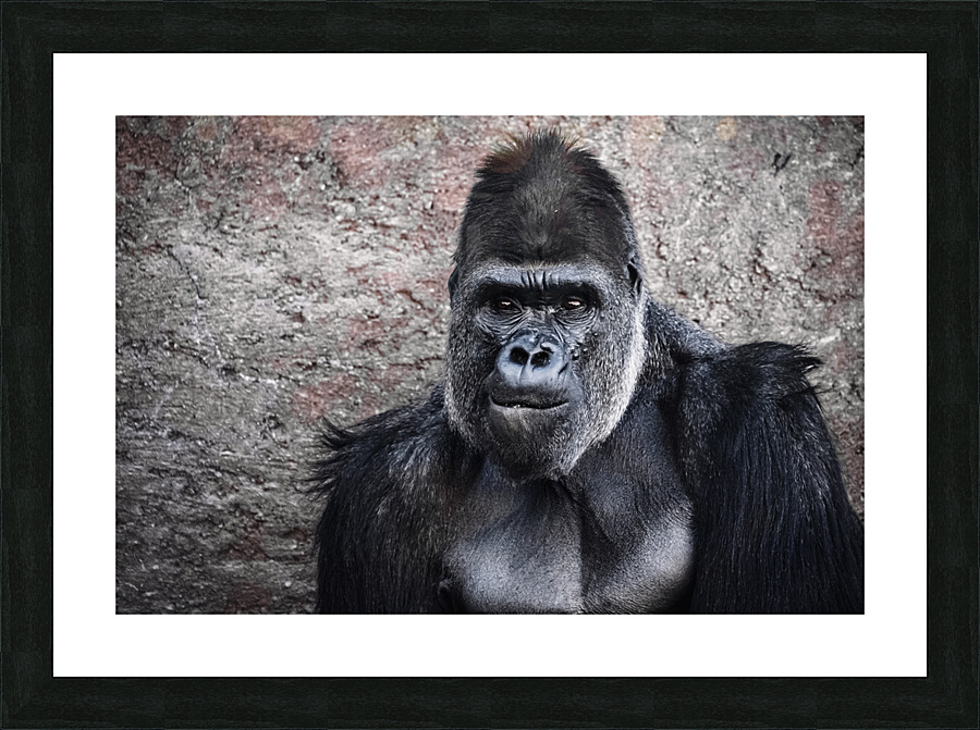 Gorilla Portrait Picture Frame print