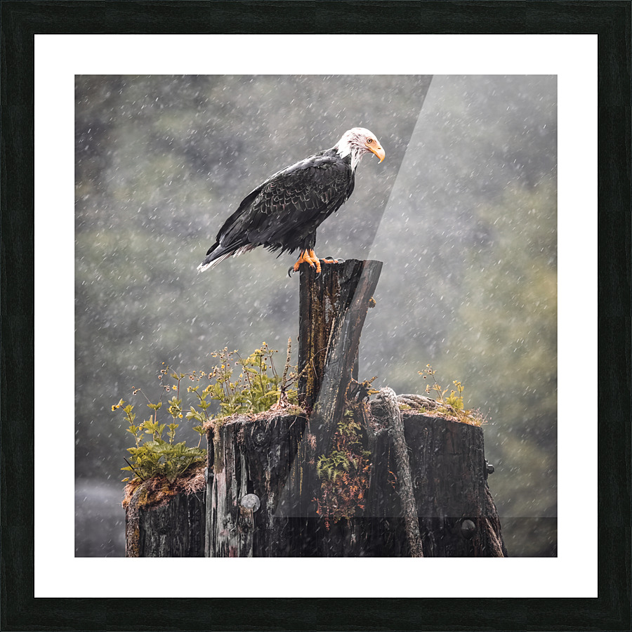 Bald Eagle in the Rain Picture Frame print