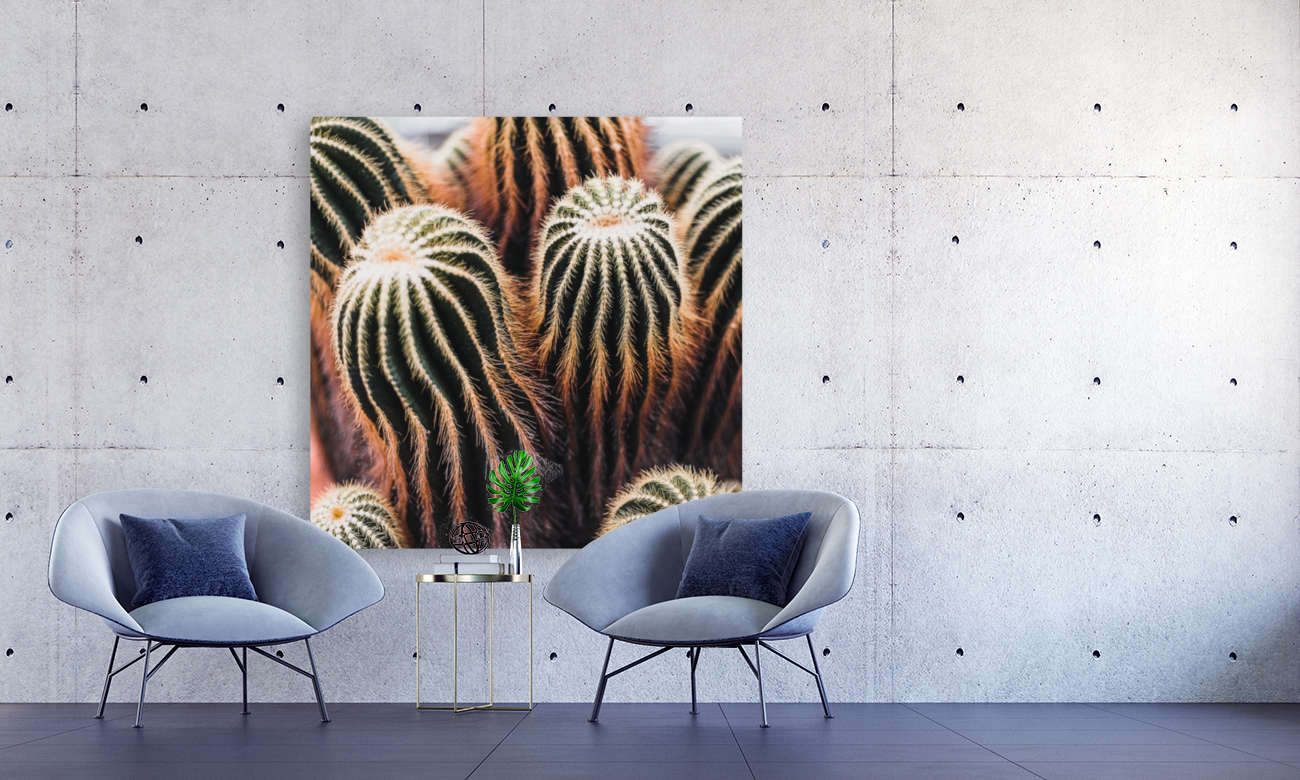 San Pedro cactus Reproduction