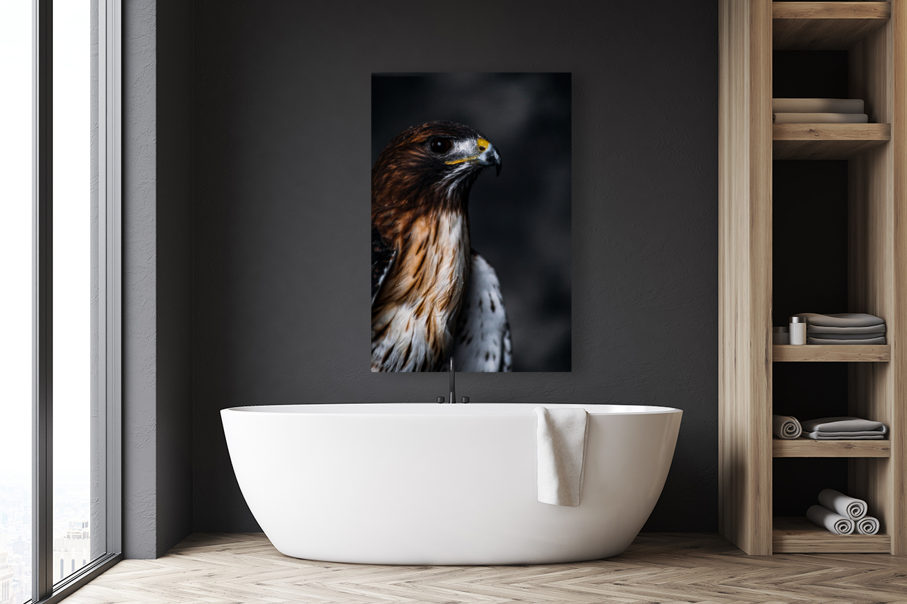 Red Tailed Hawk Profile Reproduction