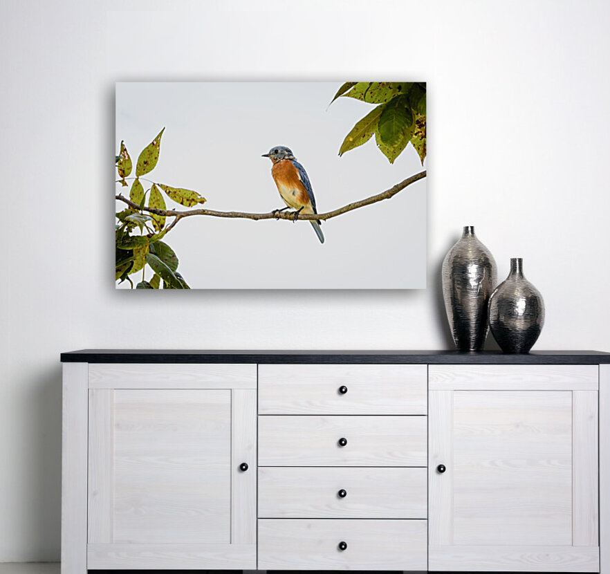 Perched Blue Bird Reproduction