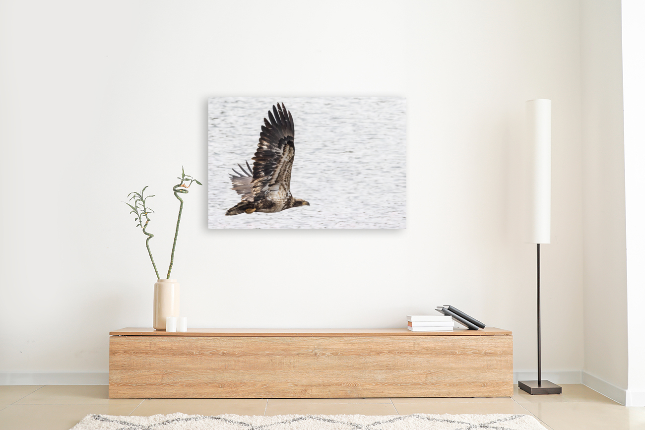 Eagle In Flight Reproduction