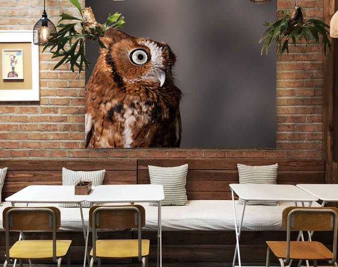 Wildlife photograph of a Screech Owl by Aperture Adventure Delaney Van
