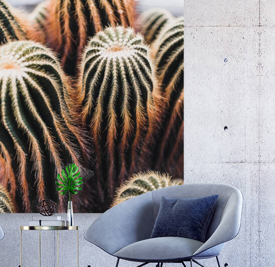 San Pedro cactus Reproduction