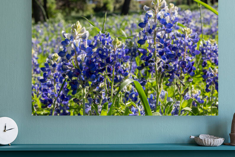 Field of Texas Wildflowers In Spring by Aperture Adventure Delaney Van