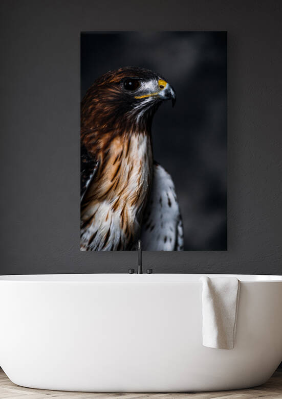 Red Tailed Hawk Profile Reproduction