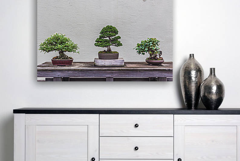 Display of Three Bonsai Trees by Aperture Adventure Delaney Van