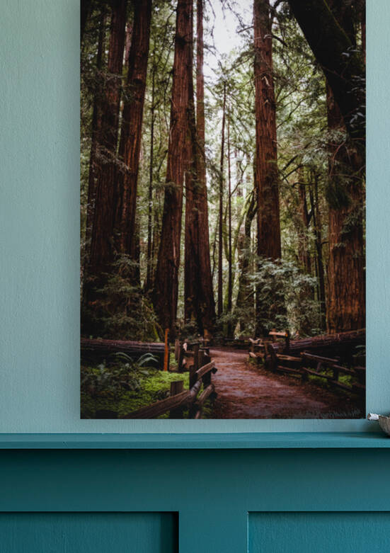 Walking Path in Muir Woods National Park by Aperture Adventure Delaney Van