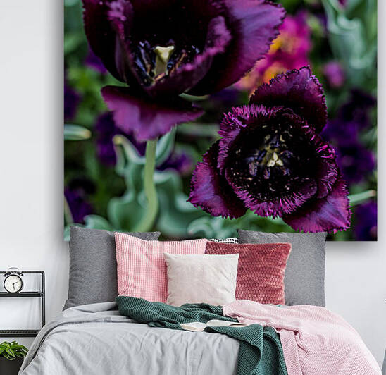Purple Tulips Reproduction