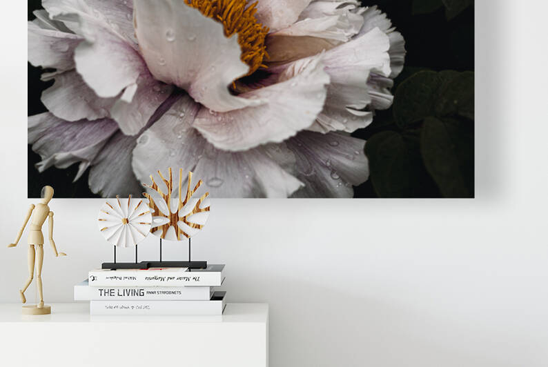 Common peony by Aperture Adventure Delaney Van