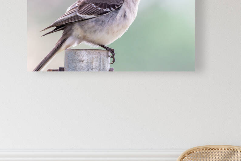 Mockingbird - The Texas State Bird by Aperture Adventure Delaney Van