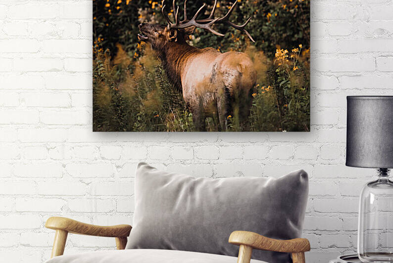 Adult Male Elk Dark and Moody by Aperture Adventure Delaney Van