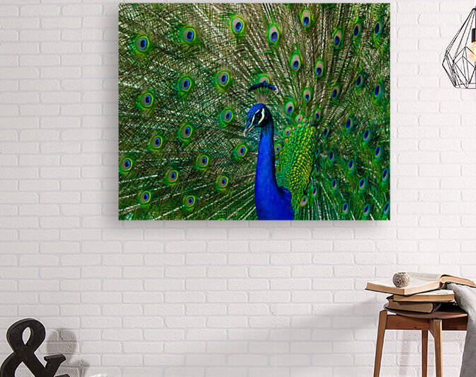 Mayfield Park Peacock by Aperture Adventure Delaney Van