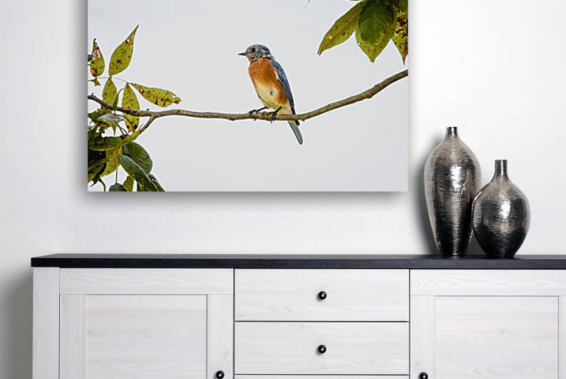 Perched Blue Bird by Aperture Adventure Delaney Van