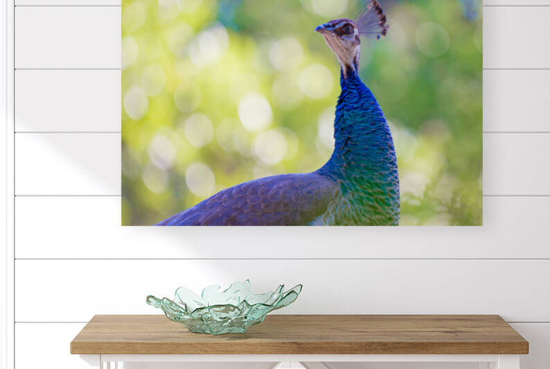 Closeup of a Peahen Head by Aperture Adventure Delaney Van