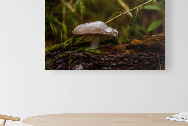 White Mushroom Growing On A Log by Aperture Adventure Delaney Van