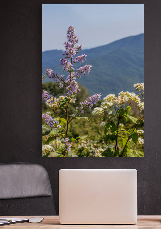 Mountain Lavenders Reproduction